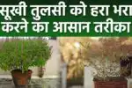 Tulsi Na Sukhne ke Upay